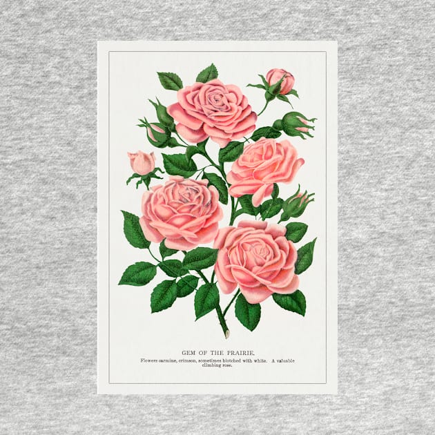 Pink rose, Gem of the Prairie lithograph (1900) by WAITE-SMITH VINTAGE ART